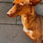 Podenco Persival, 12/2024, ca. 40 cm