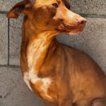 Podenco Persival, 12/2024, ca. 40 cm