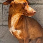 Podenco Persival, 12/2024, ca. 40 cm
