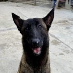 Malinois Mischling Pikolo, 04/2025, ca. 65 cm