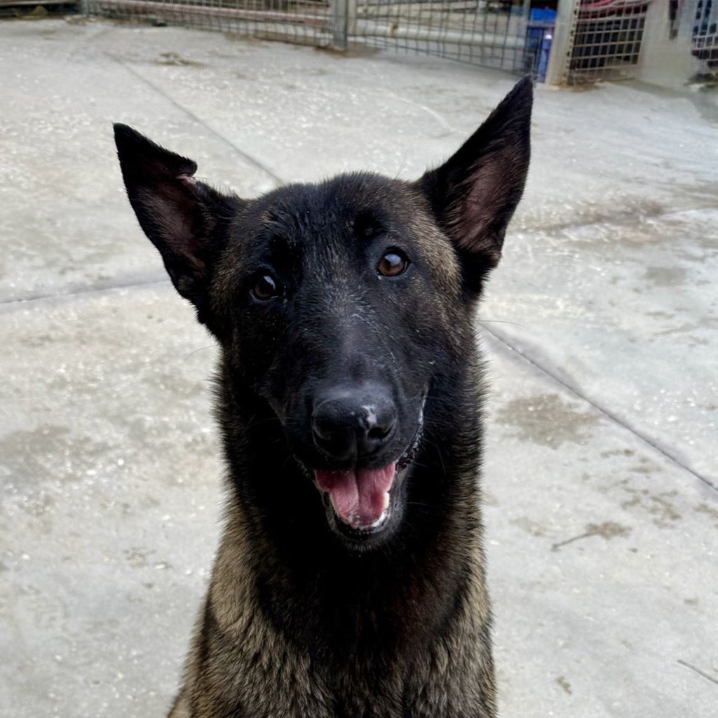 Malinois Mischling Pikolo, 04/2025, ca. 65 cm