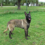 Malinois Mischling Pikolo, 04/2025, ca. 65 cm
