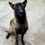 Malinois Mischling Pikolo, 04/2025, ca. 65 cm
