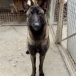 Malinois Mischling Pikolo, 04/2025, ca. 65 cm