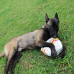 Malinois Mischling Pikolo, 04/2025, ca. 65 cm