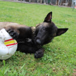 Malinois Mischling Pikolo, 04/2025, ca. 65 cm