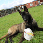 Malinois Mischling Pikolo, 04/2025, ca. 65 cm