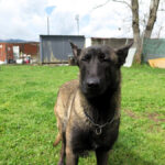 Malinois Mischling Pikolo, 04/2025, ca. 65 cm
