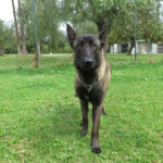 Malinois Mischling Pikolo, 04/2025, ca. 65 cm