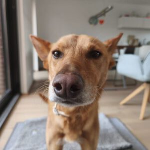 Podenco Pumba, 05/2024, ca. 50 cm, 44289 Dortmund