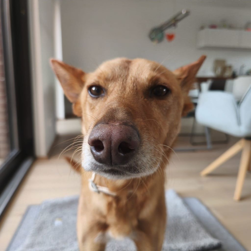Podenco Pumba, 05/2024, ca. 50 cm, 44289 Dortmund