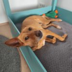 Podenco Pumba, 05/2024, ca. 50 cm, 44289 Dortmund