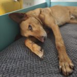 Podenco Pumba, 05/2024, ca. 50 cm, 44289 Dortmund
