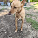 Podenco Pumba, 05/2024, ca. 50 cm, 44289 Dortmund