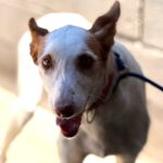 Podenco Ibicenco Reina, 01/2018, ca. 65 cm
