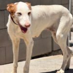 Podenco Ibicenco Reina, 01/2018, ca. 65 cm