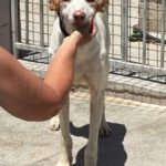 Podenco Ibicenco Reina, 01/2018, ca. 65 cm