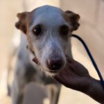 Podenco Ibicenco Reina, 01/2018, ca. 65 cm
