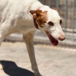 Podenco Ibicenco Reina, 01/2018, ca. 65 cm