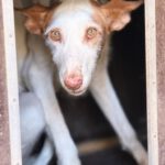 Podenco Ibicenco Reina, 01/2018, ca. 65 cm
