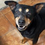 Bodeguero Mischling Ringo, 06/2017, ca. 40 cm