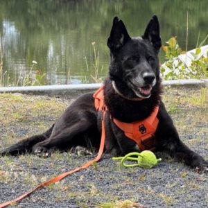 Schäferhund Mischling Rocky, 08/2018, ca. 60 cm, 26125 Oldenburg