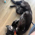 Schäferhund Mischling Rocky, 08/2018, ca. 60 cm, 26125 Oldenburg