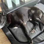 Schäferhund Mischling Rocky, 08/2018, ca. 60 cm, 26125 Oldenburg