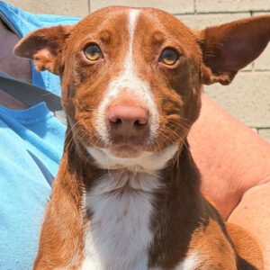 Podenco Maneto Rosendo, 05/2025, Endgröße ca. 35 cm