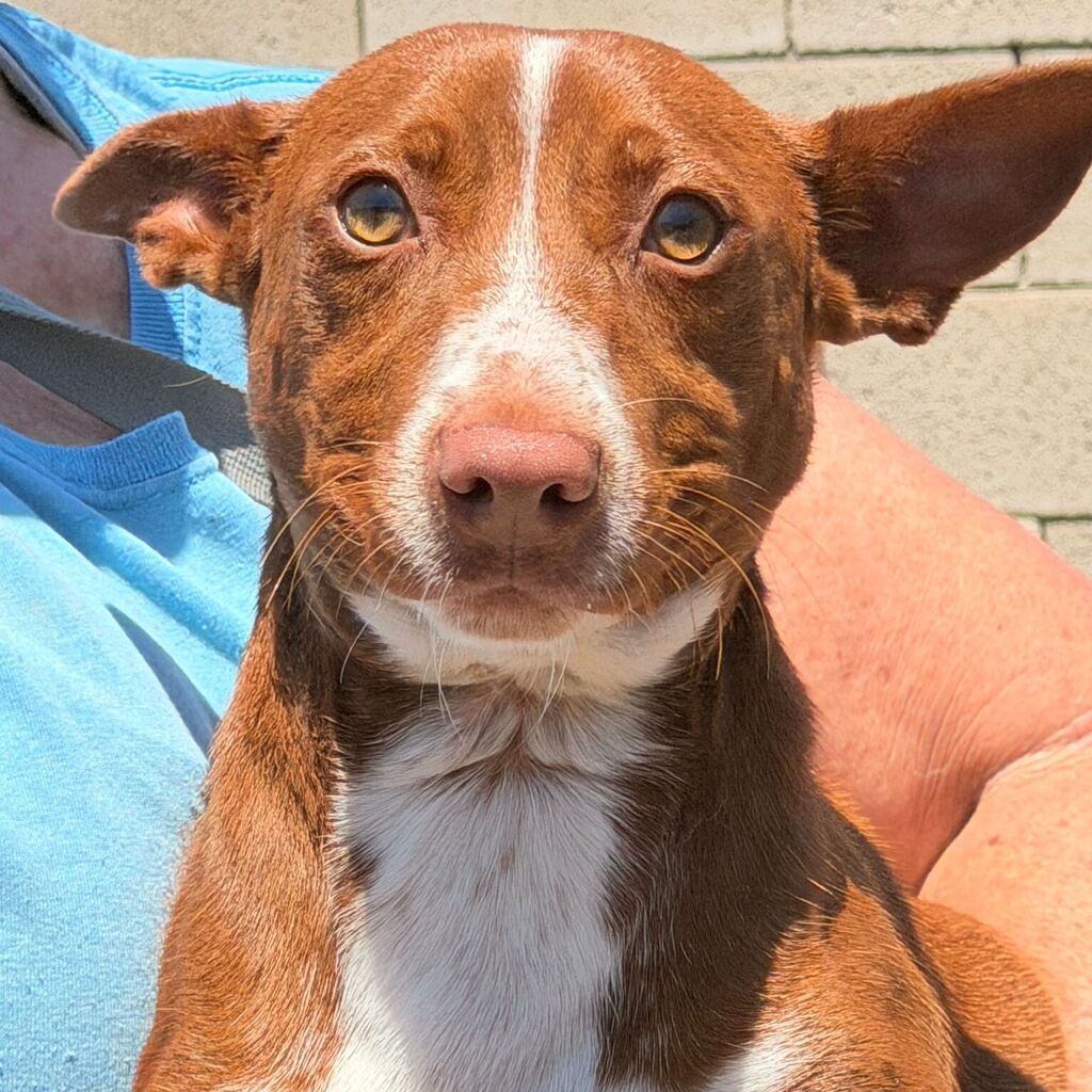 Podenco Maneto Rosendo, 05/2025, Endgröße ca. 35 cm