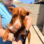 Podenco Maneto Rosendo, 05/2025, Endgröße ca. 35 cm