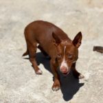 Podenco Maneto Rosendo, 05/2025, Endgröße ca. 35 cm