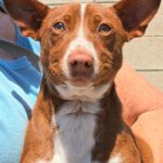 Podenco Maneto Rosendo, 05/2025, Endgröße ca. 35 cm
