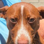 Podenco Maneto Rosendo, 05/2025, Endgröße ca. 35 cm