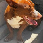 Podenco Maneto Rosendo, 05/2025, Endgröße ca. 35 cm