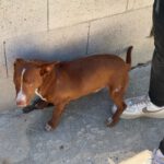 Podenco Maneto Rosendo, 05/2025, Endgröße ca. 35 cm