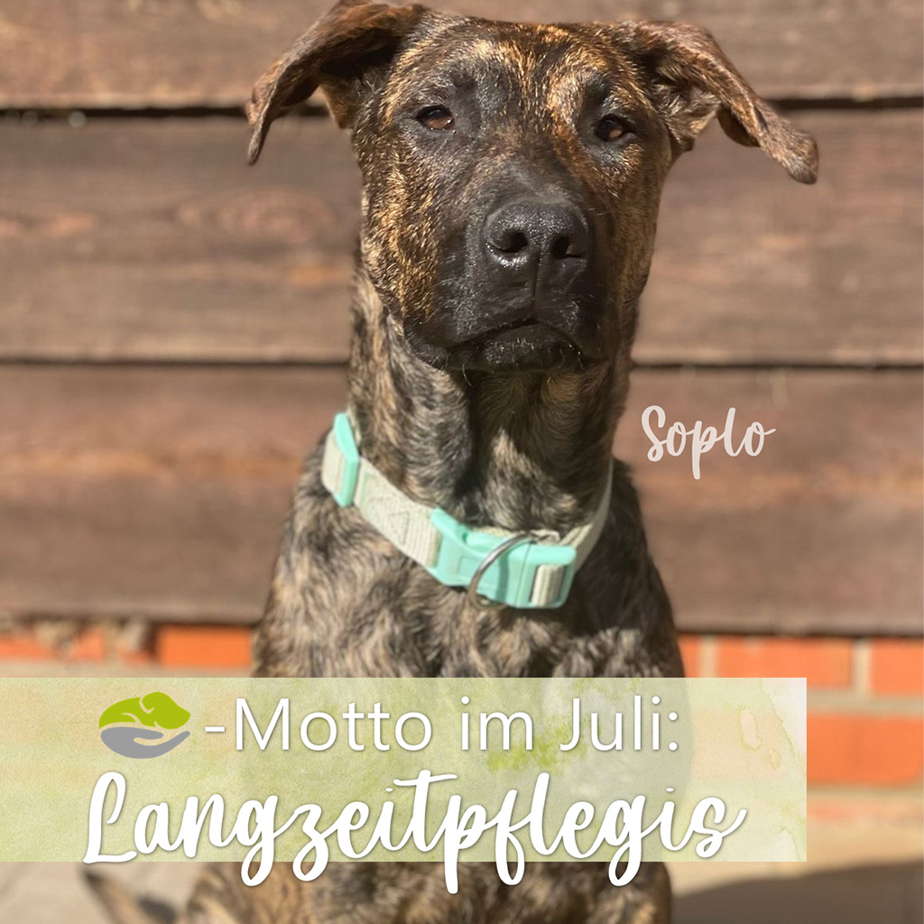 SALVA Motto im Juli 2026: Langzeitpflegis
