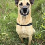 Mischling Scobby, 08/2022, ca. 65 cm