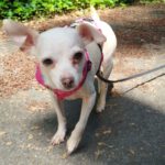 Chihuahua Selene, 07/2019, ca. 20 cm, 45259 Essen