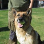 Deutscher Schäferhund Sherkan, 11/2021, ca. 60 cm