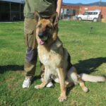Deutscher Schäferhund Sherkan, 11/2021, ca. 60 cm