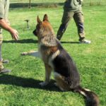 Deutscher Schäferhund Sherkan, 11/2021, ca. 60 cm
