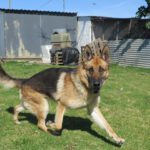 Deutscher Schäferhund Sherkan, 11/2021, ca. 60 cm