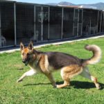 Deutscher Schäferhund Sherkan, 11/2021, ca. 60 cm