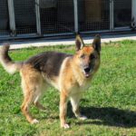 Deutscher Schäferhund Sherkan, 11/2021, ca. 60 cm