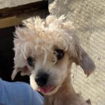 Maltipoo Simon, 01/2025, ca. 25 cm