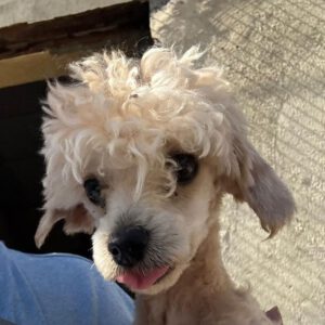 Maltipoo Simon, 01/2025, ca. 25 cm