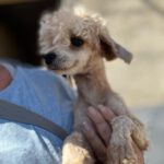 Maltipoo Simon, 01/2025, ca. 25 cm