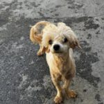 Maltipoo Simon, 01/2025, ca. 25 cm