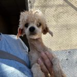 Maltipoo Simon, 01/2025, ca. 25 cm